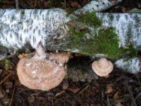 Großer und kleiner hellbrauner Baumpilz an Birkenstamm